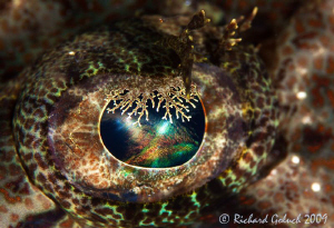 Crocodile Fish Eye-Raja Ampat by Richard Goluch 